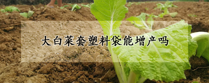 大白菜套塑料袋能增產嗎