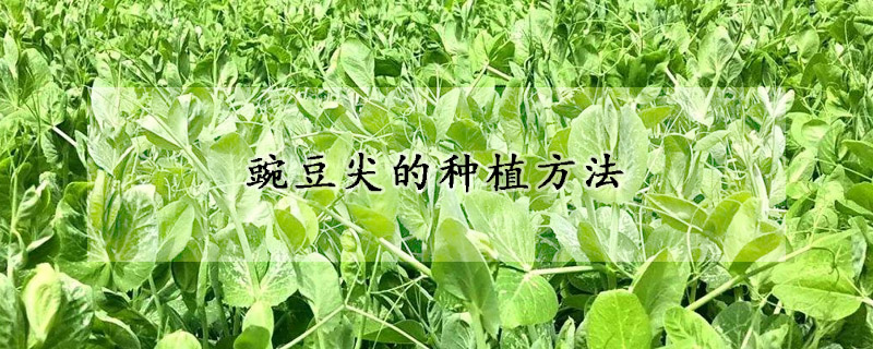 豌豆尖的種植方法