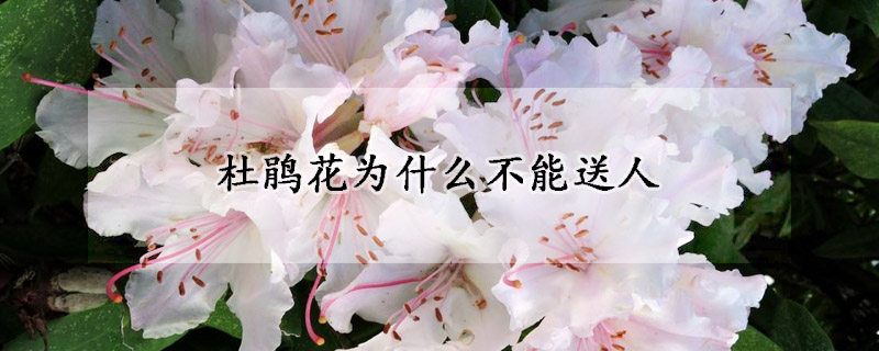 杜鵑花為什麼不能送人