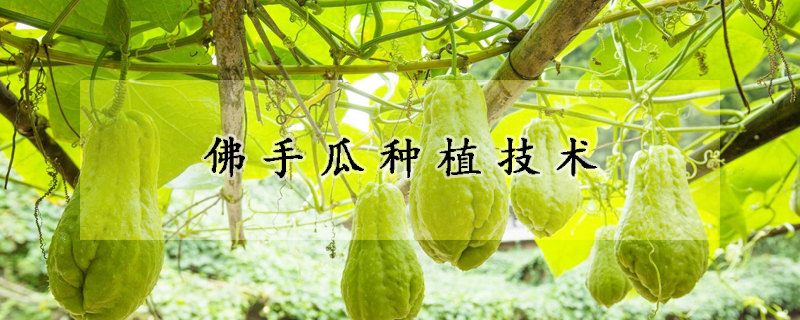 佛手瓜種植技術