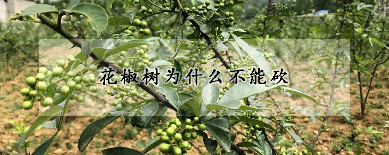 花椒樹為什麼不能砍