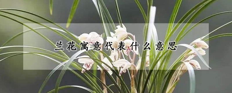 蘭花寓意代表什麼意思