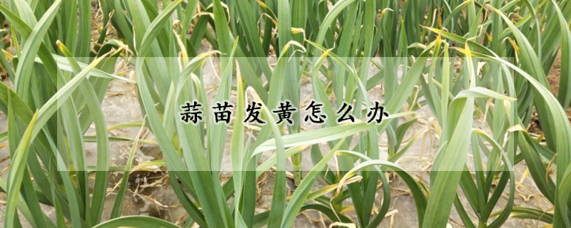 蒜苗發黃怎麼辦