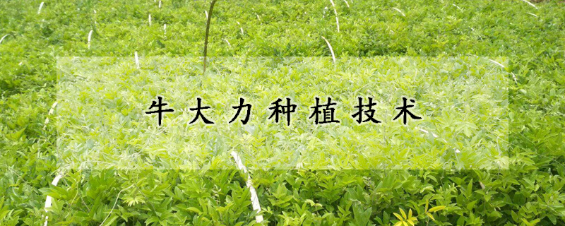 牛大力種植技術