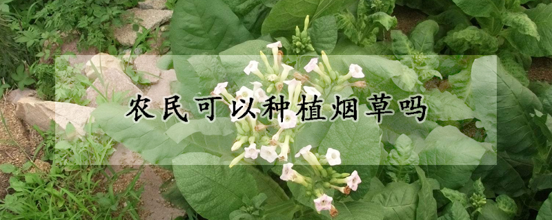 農民可以種植煙草嗎