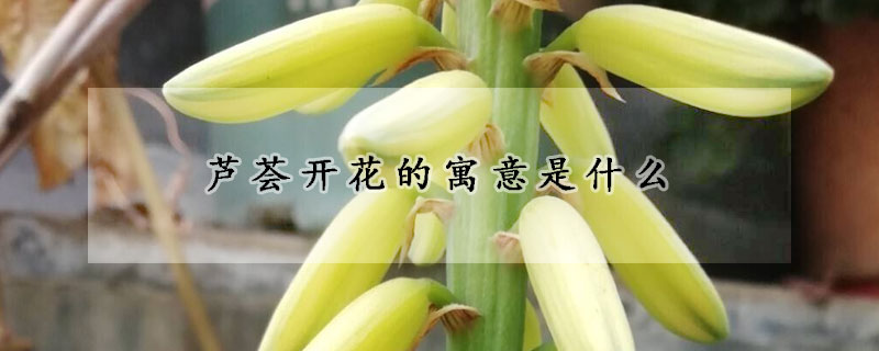 蘆薈開花的寓意是什麼