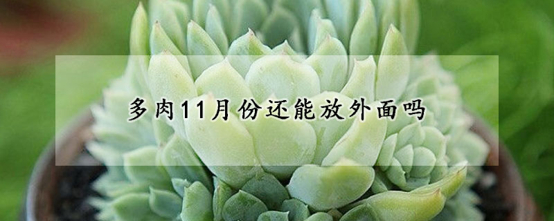 多肉11月份還能放外麵嗎