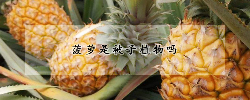 菠蘿是被子植物嗎