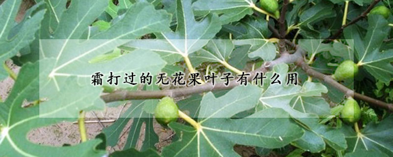 霜打過的無花果葉子有什麼用