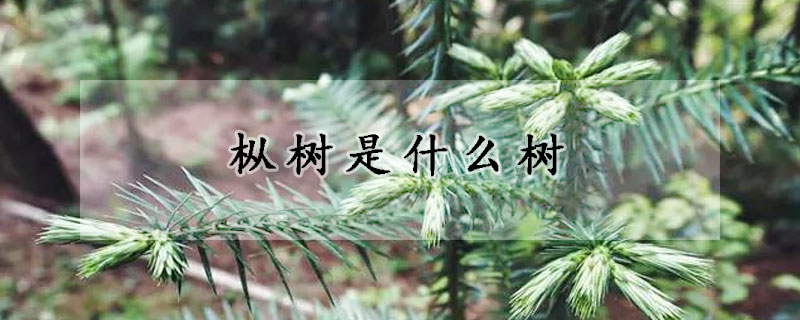 樅樹是什麼樹