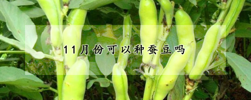 11月份可以種蠶豆嗎