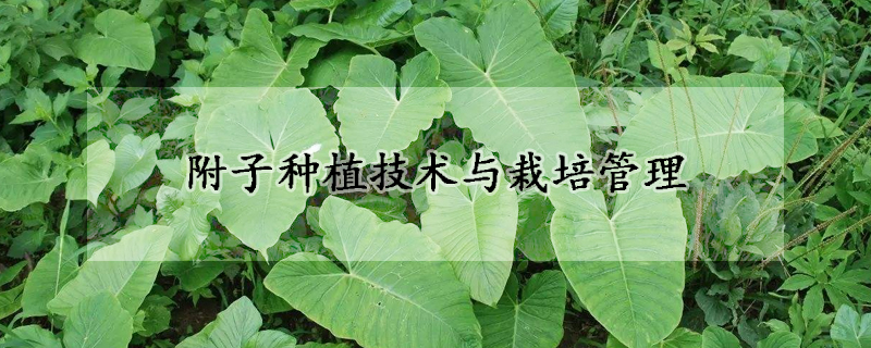 附子種植技術與栽培管理