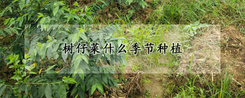 樹仔菜什麼季節種植