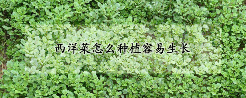 西洋菜怎麼種植容易生長