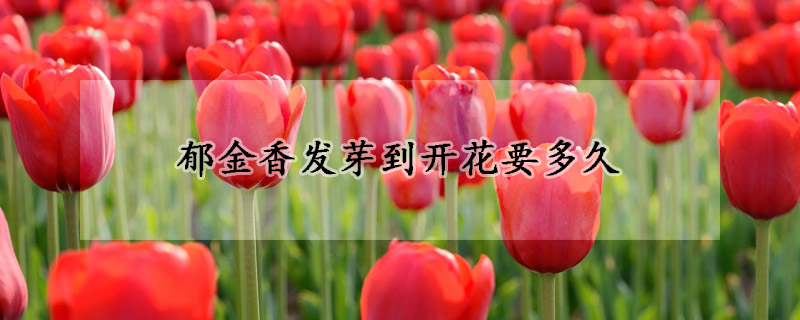 鬱金香發芽到開花要多久