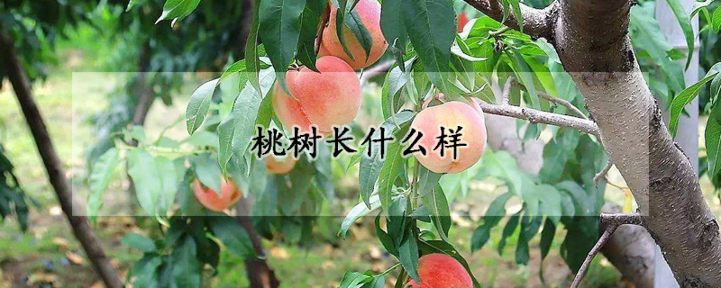 桃樹長什麼樣