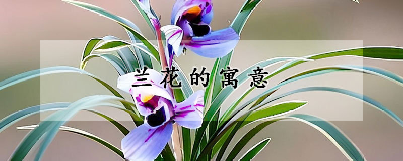 蘭花的寓意