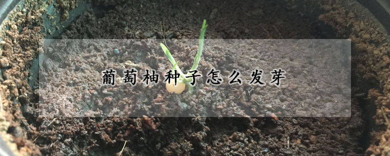 葡萄柚種子怎麼發芽