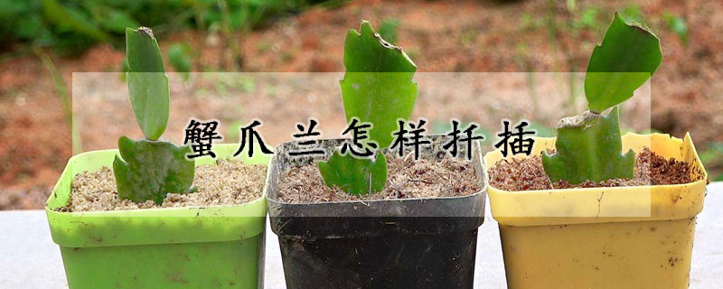 蟹爪蘭怎樣扡插