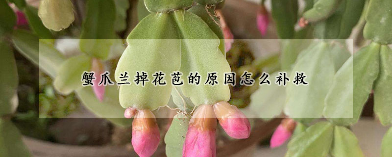 蟹爪蘭掉花苞的原因怎麼補救