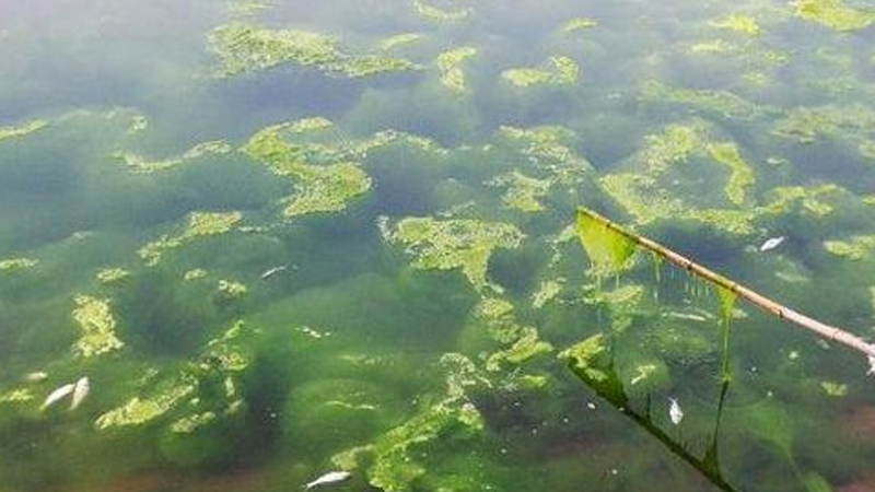 藍藻是植物嗎