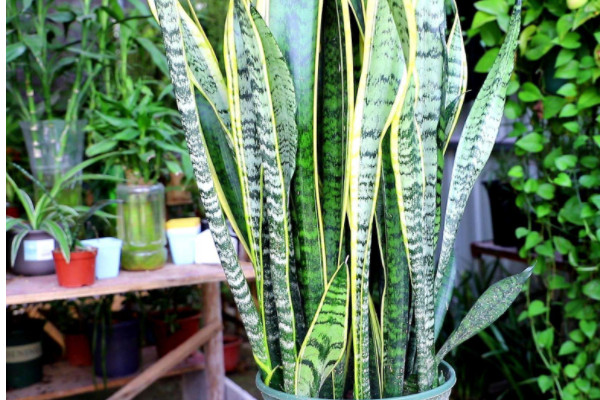 客廳淨化空氣的最佳植物 客廳綠化植物什麼好