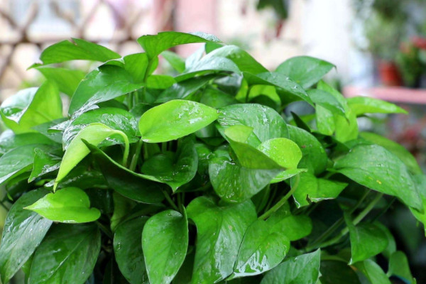 客廳淨化空氣的最佳植物 客廳綠化植物什麼好