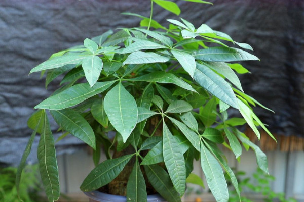 招財植物有哪些 家裏養什麼植物對財運好