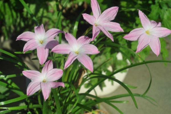 10種代表夏天的植物 最能代表夏天的植物有哪些