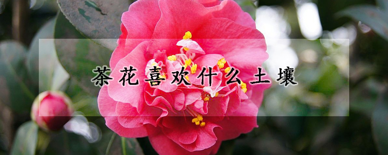 茶花喜歡什麼土壤