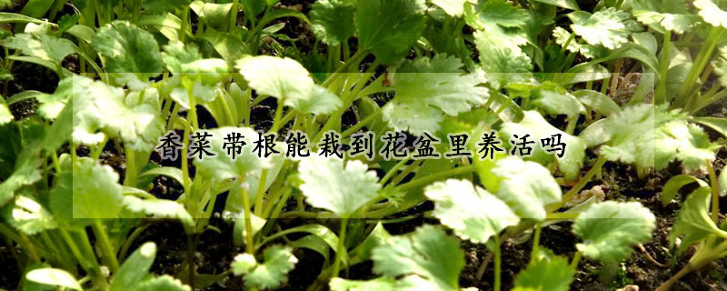 香菜帶根能栽到花盆裏養活嗎