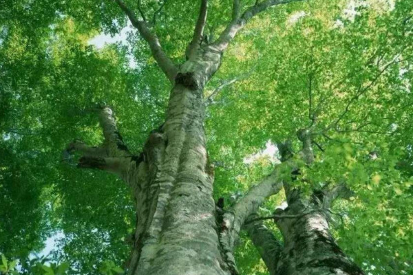 樹有哪些好處8種 樹的好處是什麼