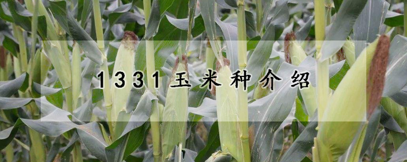 1331玉米種介紹