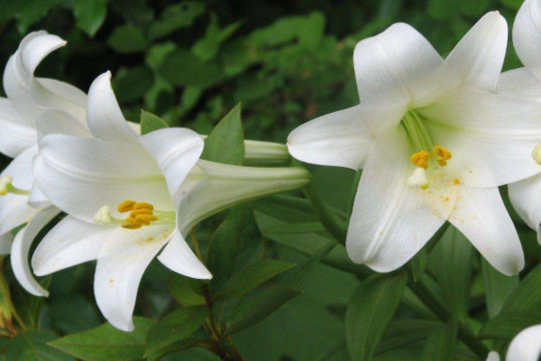 鮮切百合花苞太生怎麼養開