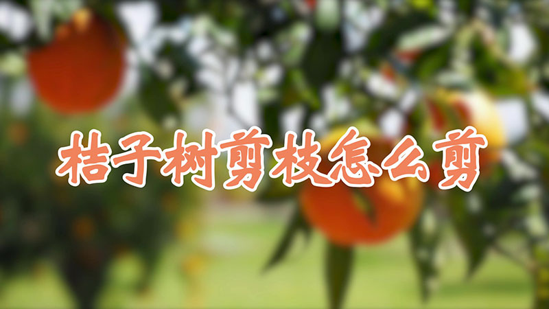 桔子樹剪枝怎麼剪