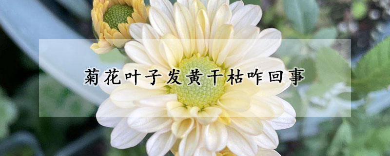 菊花葉子發黃幹枯咋回事