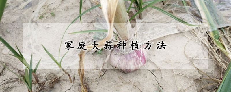 家庭大蒜種植方法