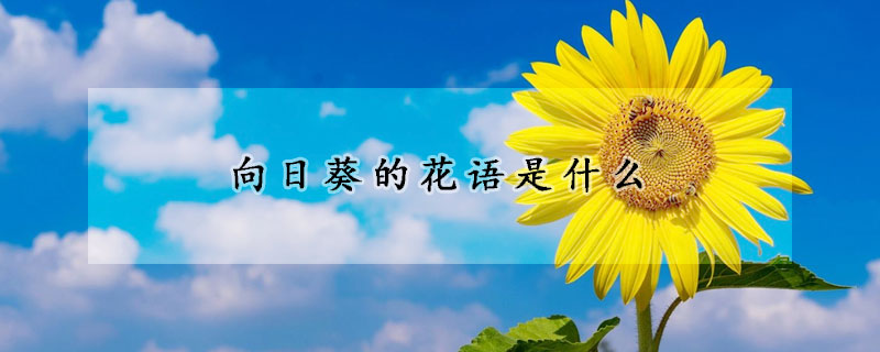 向日葵的花語是什麼