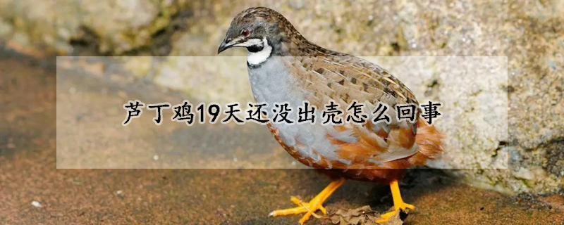 蘆丁雞19天還沒出殼怎麼回事