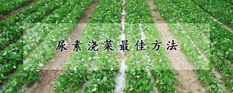 尿素澆菜最佳方法