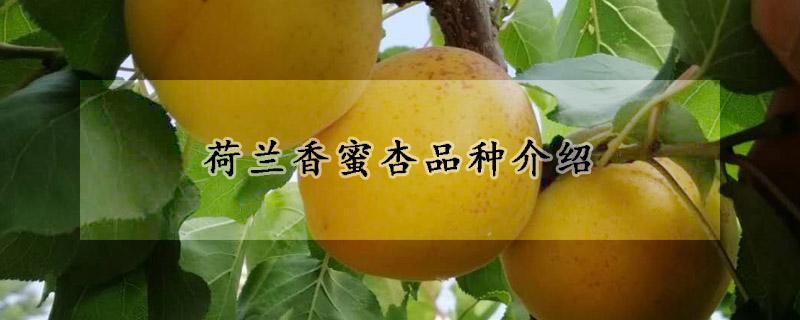 荷蘭香蜜杏品種介紹