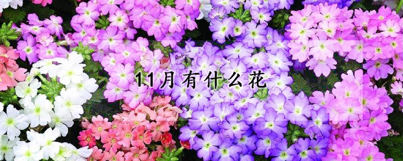 11月有什麼花