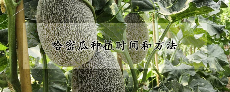 哈密瓜種植時間和方法