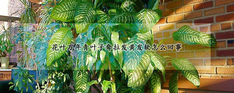 花葉萬年青葉子耷拉發黃發軟怎麼回事