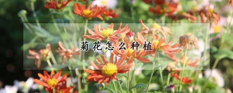 菊花怎麼種植