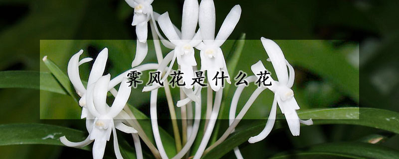 霽風花是什麼花