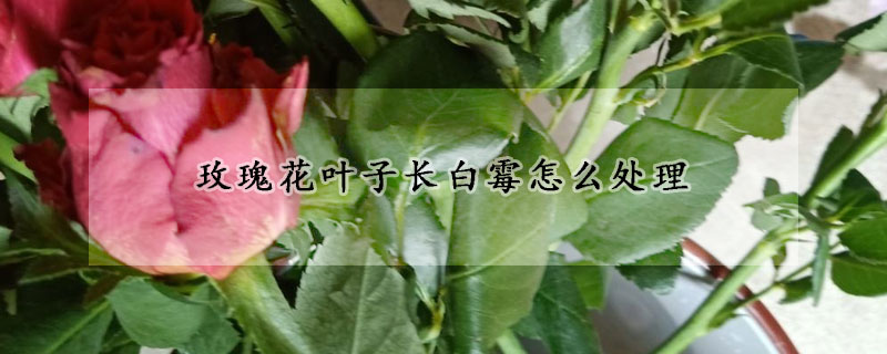 玫瑰花葉子長白黴怎麼處理