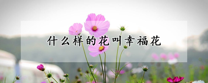 什麼樣的花叫幸福花