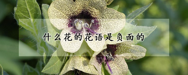 什麼花的花語是負麵的