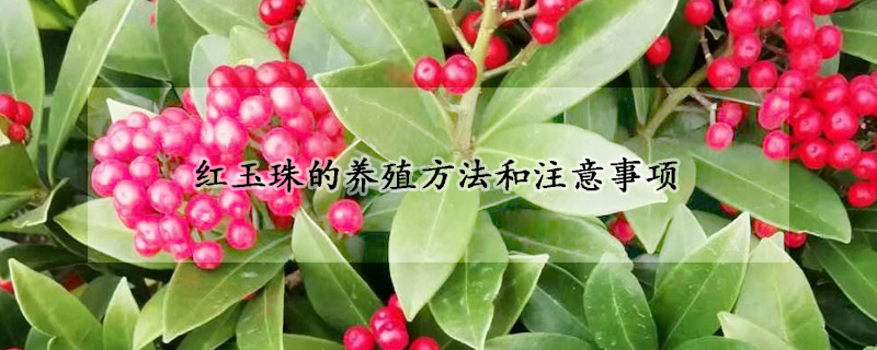 紅玉珠的養殖方法和注意事項